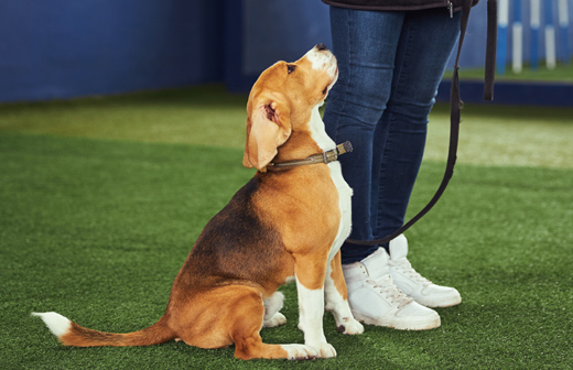 Bien �duquer votre chien